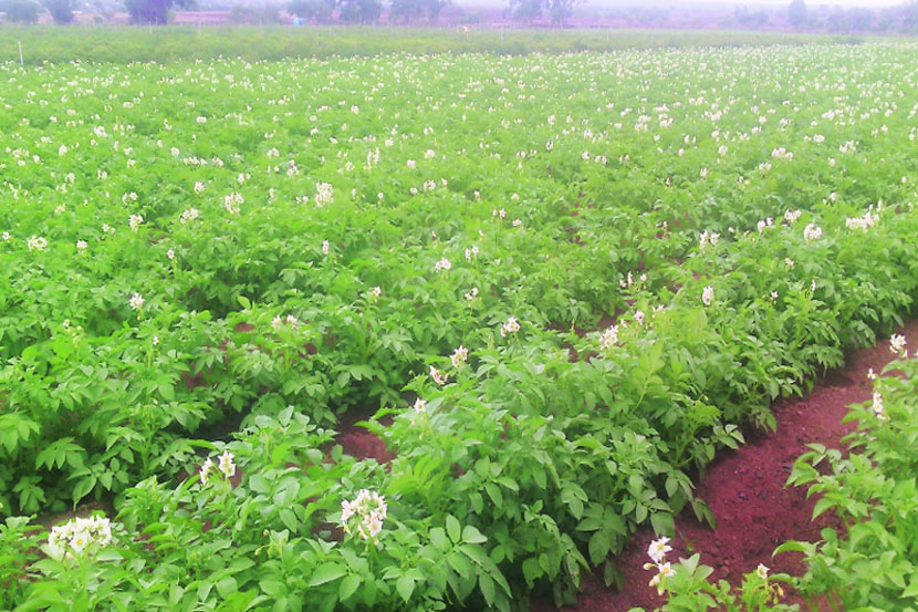 शेततळ्यांच्या मदतीने दुष्काळावर मात!