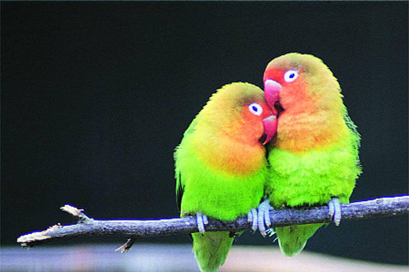 पक्ष्यांमध्येही प्रेमी युगुले, प्रेमभंग व बाहेरख्यालीपणाही !