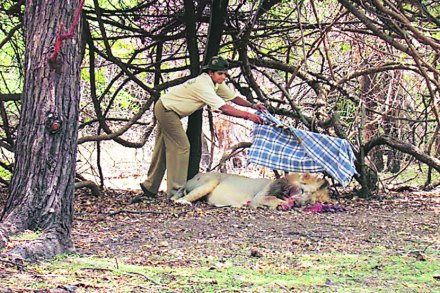 सिंहाशी मैत्री करणाऱ्या जिगरबाज महिला