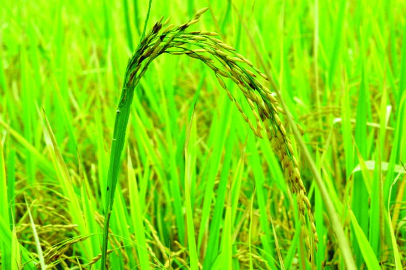 पावसाअभावी कोल्हापुरात भाताच्या वाढीवर परिणाम