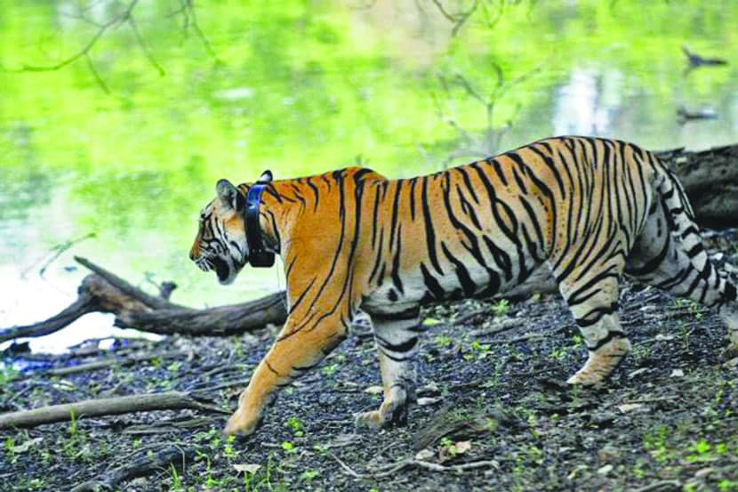 ताडोबा-अंधारी व्याघ्र प्रकल्प पर्यटकांसाठी आजपासून खुला
