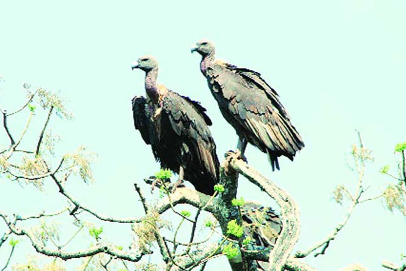 गिधाड संवर्धनाची गरज