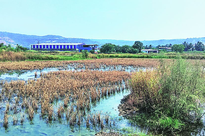 समुद्राला आलेल्या मोठय़ा उधाणामुळे शेतीच्या संरक्षणासाठी येथे बांधलेले बांध फुटले असून त्यामुळे बेलोंडाखार व मोठी जुईमधील पंधराशे एकर जमिनीत खारे पाणी घुसले आहे. 