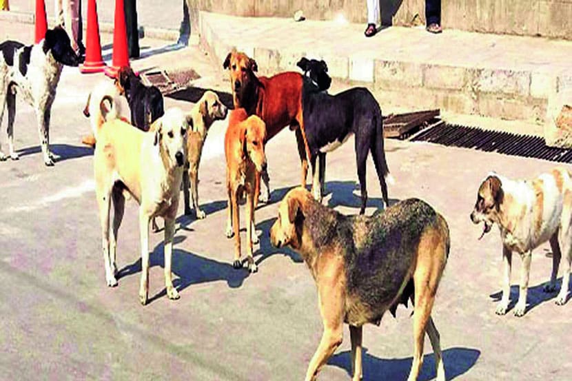 पालिका प्रशासन शहराला ‘स्मार्ट’ करण्यासाठी कागदी घोडे नाचवित असले तरी ज्या गल्ली-बोळात मोकाट कुत्रे धुडगूस घालतात, बालके व महिलांना लक्ष्य करतात