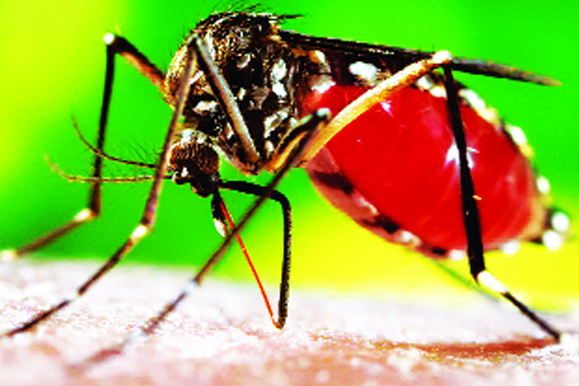 दरवर्षी जगभरात ३९ कोटी जणांना डेंग्यूची बाधा होते
