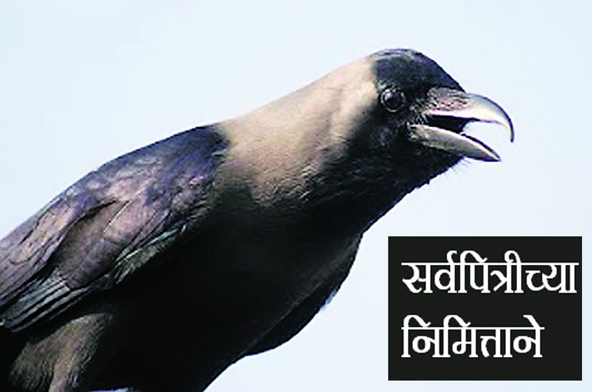 सर्वपित्रीच्या निमित्ताने: व्यवसाय पारंपारिकच; पण वित्तीय नियोजनात आधुनिकतेची कास