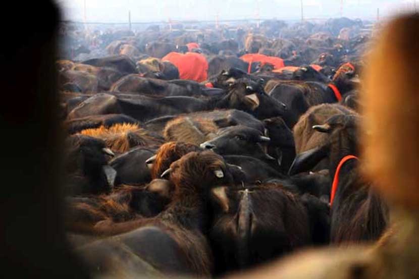 गाईंमागची गाढवे