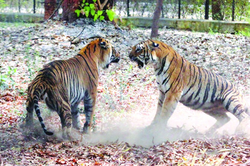 दोन केंद्रांच्या कात्रीत वन्यजीवांवरील उपचार सुविधा वाऱ्यावरच!