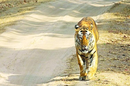 वाघानेच अतिउत्साही पर्यटकांना तारले म्हणून निभावले अन्यथा..