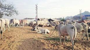 Pushkar, cattle fair , cow sales, VHP, beef, Loksatta, Loksatta news, Marathi, Marathi news
