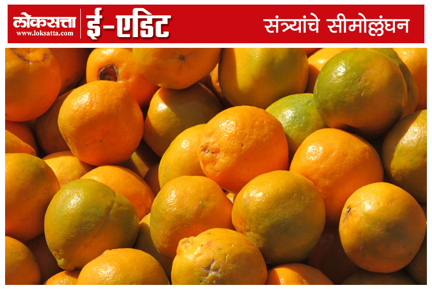 Nagpur orange, export, Indian fruits, Vidharbha, Farmers, Loksatta, loksatta news, martahi, Marathi news