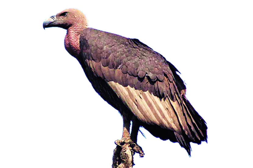 सह्य़ाद्री निसर्ग मित्र संस्थेने २००३ पासून कोकणात गिधाडे वाचवण्यासाठीच्या मोहिमा सुरू केल्या आहेत