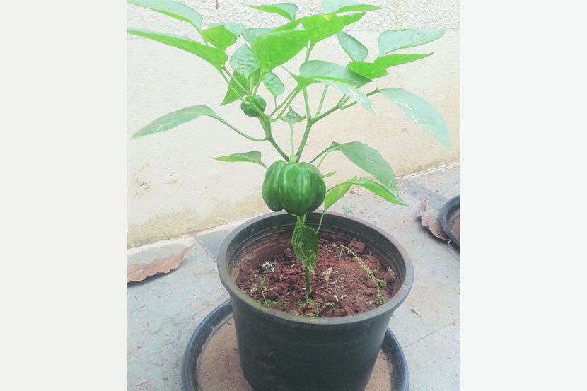 गच्चीवरची बाग- भाजीपाला फुलवताना..
