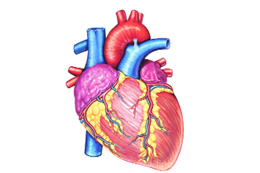 heart disease, Medical treatment, Doctors, Chaturang, Chaturang, Loksatta, Loksatta news