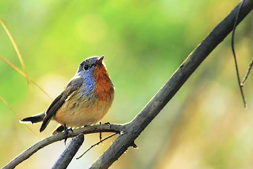 वाढते शहरीकरण पक्ष्यांच्या मुळावर