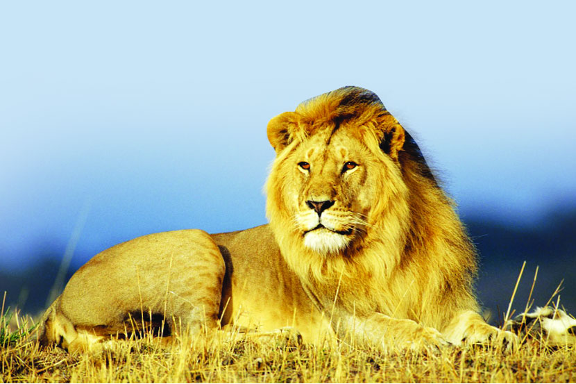 नव्या पाहणीनुसार पश्चिम व मध्य आफ्रिकेत सिंहांची संख्या कमी झाली असून ते आशियायी सिंहाच्या प्रजातीशी संबंध असलेले सिंह आहेत. 
