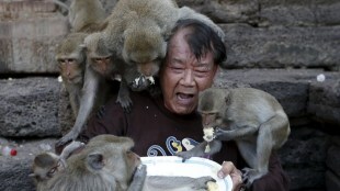 Thailand Monkey Buffet Festival , interesting facts, Animals, weird facts, Photo gallery, Loksatta, Loksatta news, Marathi, Marathi news
