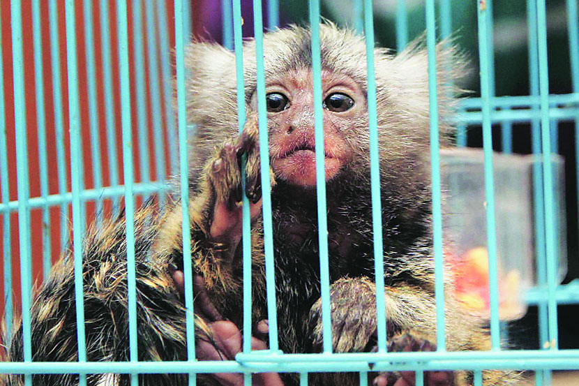 या प्रकरणातील मुख्य आरोपी सुमित झिंगरन याच्या घरी परदेशी माकड सापडले आहे. अशा प्रकारे माकड पाळता येते का, याचाही पोलीस तपास करीत आहेत.