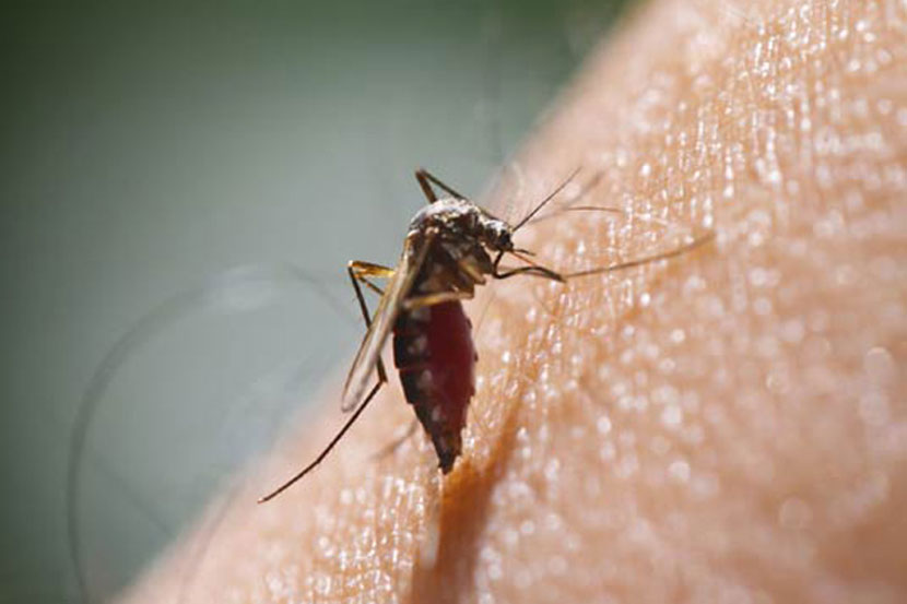मलेरियाचा प्रादुर्भाव वाढण्यास हवामानातील बदलच कारणीभूत असल्याचे हा अहवाल सांगतो.