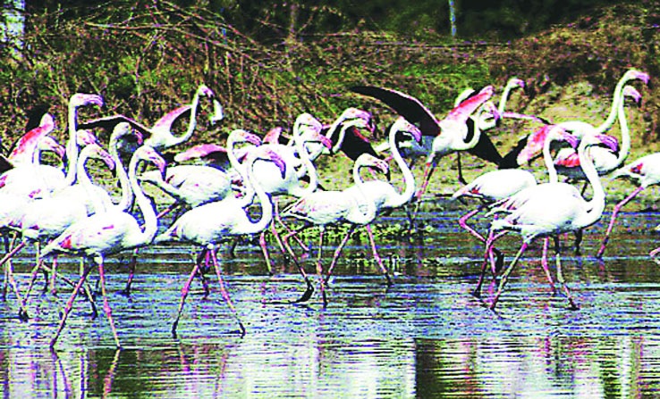सैबेरिया, तजाकिस्तान तसेच इतर देशांतून विविध जातींचे पक्षी दरवर्षी भारतातील विविध ठिकाणी येतात. 