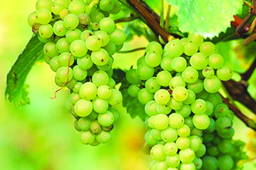 ग्रामीण भागात वाइन उद्योगाची भरभराट होऊन द्राक्ष उत्पादकांना भविष्यातही उत्पादन विक्रीची शाश्वत हमी राहील. 