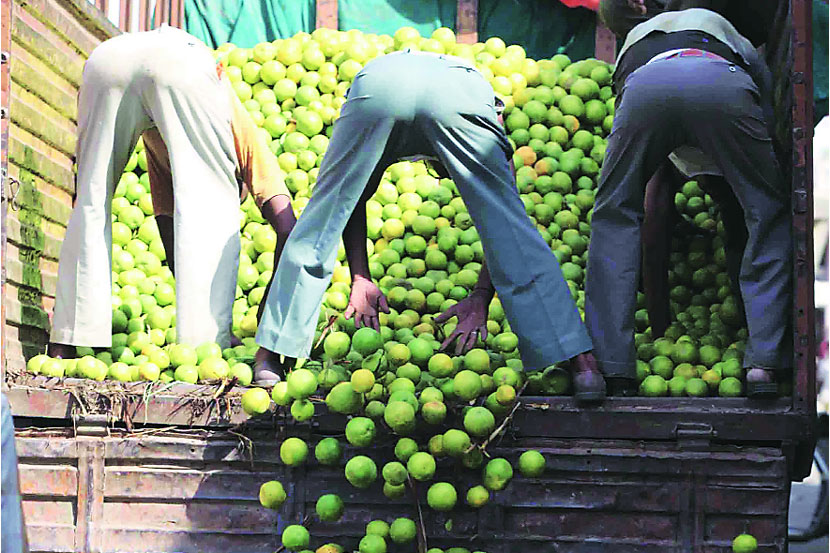 विदर्भातील शेतकरी मात्र आजवर एकाच प्रकारची संत्री पिकवत राहिले. 