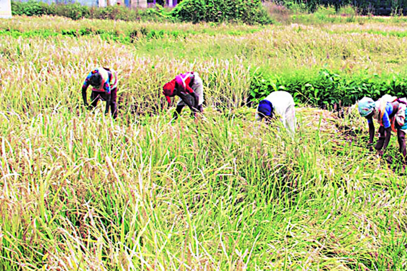  केंद्र सरकारने हमी भाव जाहीर करूनही शेतकऱ्यांच्या भाताला योग्य दर मिळू शकला नाही.