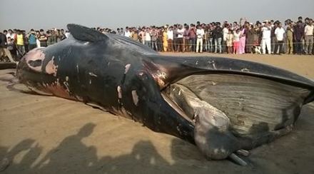 Whale Fish, व्हेल मासा,Dead whale ,Juhu beach