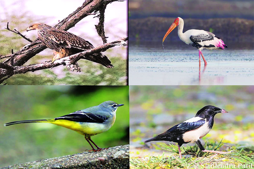 ठाणे जिल्ह्यत येणाऱ्या स्थलांतरित पक्ष्यांची ओळख..