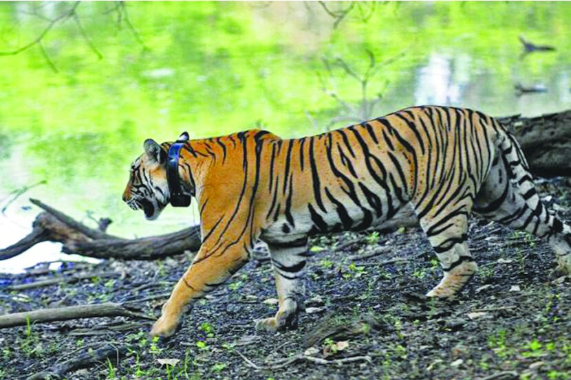 सिद्धार्थ उद्यानातील वाघाचा गूढ मृत्यू