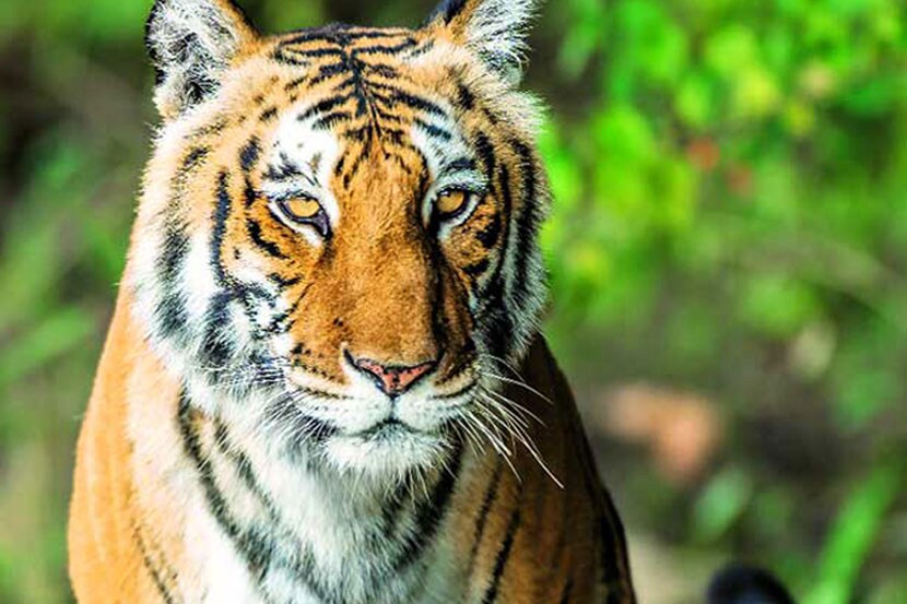 चंद्रपूरमध्ये चार वर्षांत २५ वाघ, ३० बिबटय़ांचा मृत्यू