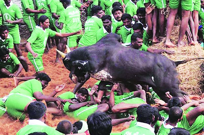 बैलगाडी शर्यत