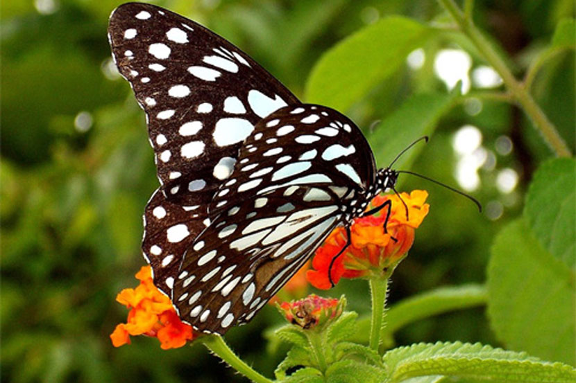 जैविक साखळीतील फुलपाखरू हा एक महत्त्वाचा घटक