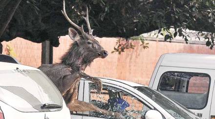 When a stag ran wild in Chandigarh, wild animals, mishap, Chandigarh, Loksatta, Loksatta news, Marathi, Marathi news