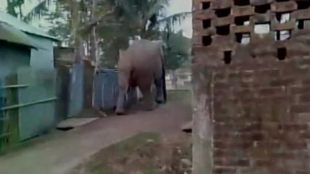 Rampaging elephant damages buildings, mishap, Siliguri, Loksatta, loksatta news, Marathi, Marathi news