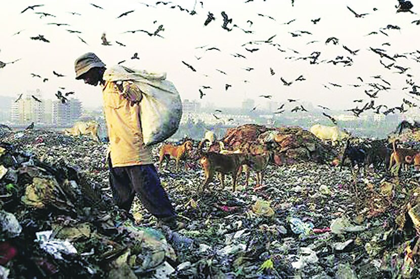 कचऱ्याच्या डोंगरात कुत्र्यांची पकडापकडी!