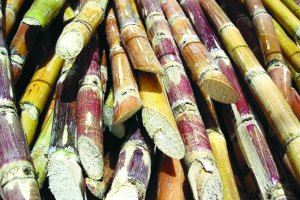 sugarcane crushing season,