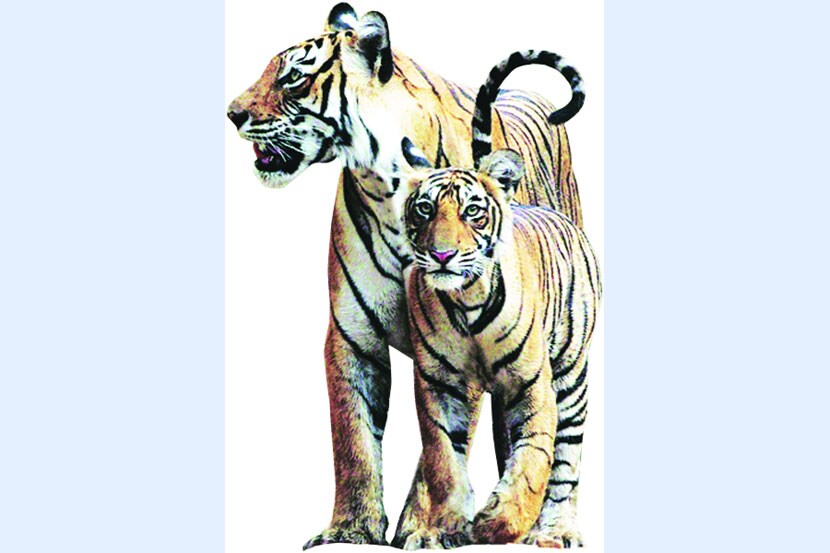  वनखात्याचे मुख्यालय असलेल्या नागपुरात मात्र वाघाच्या शिकारीचे गुन्हे तुलनेने अधिक आहेत. 