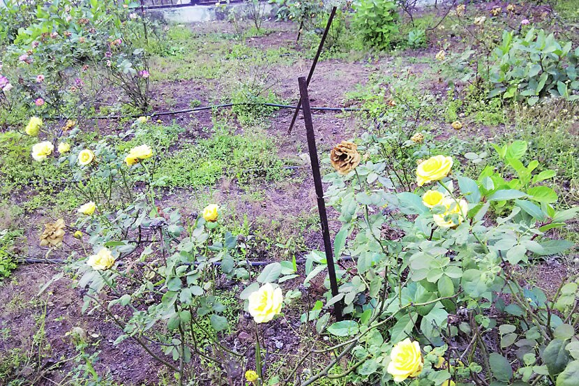 गुलाब उद्यान, डोंबिवली