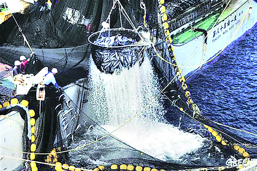  पालघर-वसईच्या समुद्रात पर्ससीन जाळय़ांद्वारे बेकायदा मासेमारी केली जात आहे. 