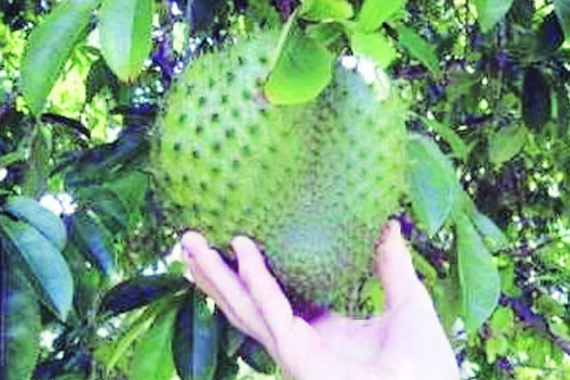 लक्ष्मण फळ