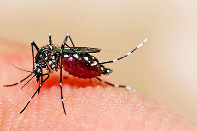 डेंग्यूविरोधात भारताने ब्राझिलचे अनुकरण करावे