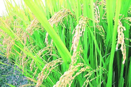 कृषीवार्ता : रब्बी हंगामासाठी हरयाणा सरकारकडून गव्हाची खरेदी