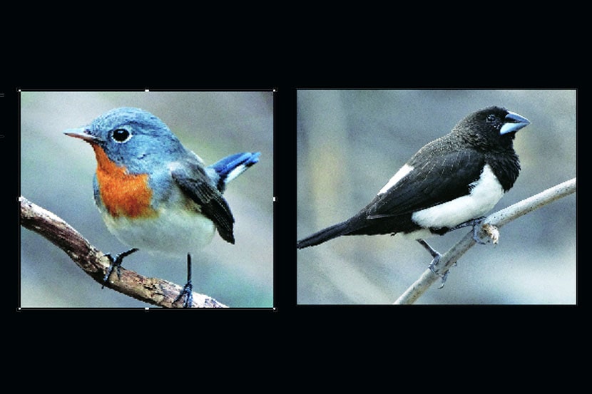 अलिबाग तालुक्यात पक्ष्यांच्या १६३ प्रजातींचे वास्तव्य