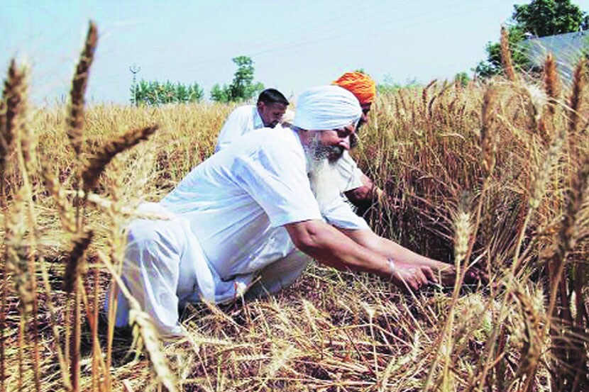 कृषी क्षेत्र