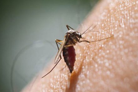 कीटकनाशकांच्या मच्छरदाण्यांमुळे मलेरियापासून बचाव