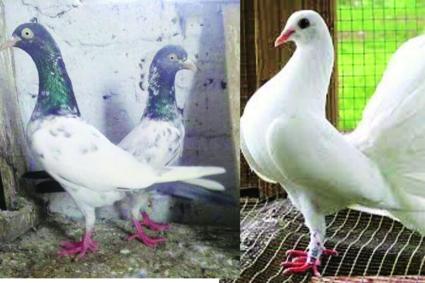 संदेशवहनासाठी वापरण्यात येणारे हे कबुतर आज जगभरात मोठय़ा प्रमाणात पाळले जातात.