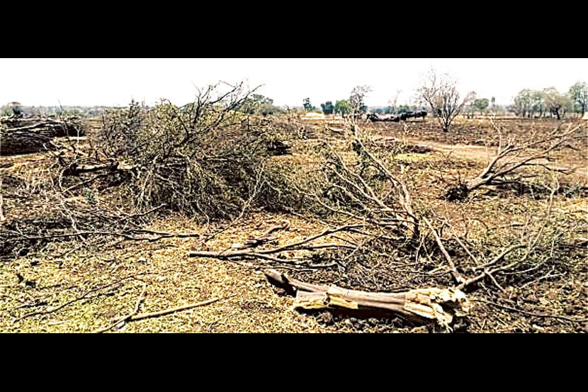 सेनगाव तालुक्यातील सिनगीनागा येथील शेतकरी नागोराव इंगळे यांची पाण्याअभावी सुकलेली व तोडून टाकावी लागलेली संत्र्याची बाग.
