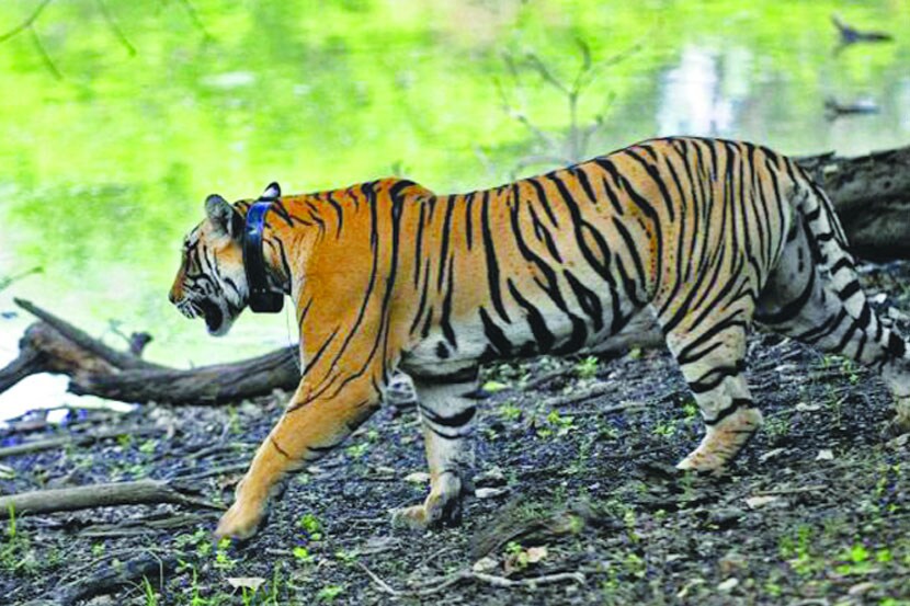 वाघांच्या संख्येबाबत सदोष पद्धतींमुळे गोंधळ