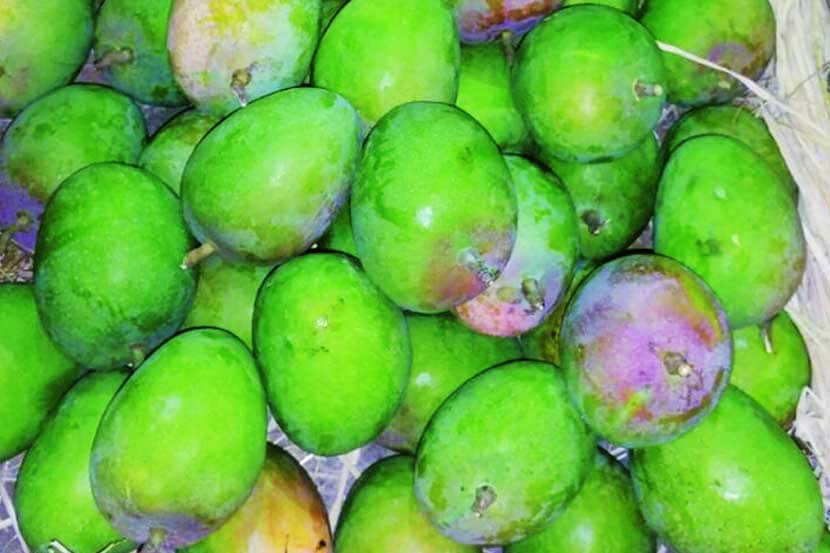 बाजारात कर्नाटकी हापूसचा पिंगा